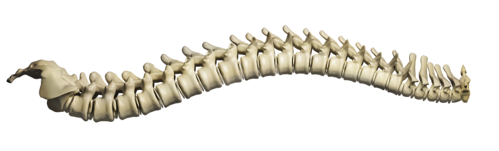 Healthy Spine Yoga Cranio-Sacral Cape Town